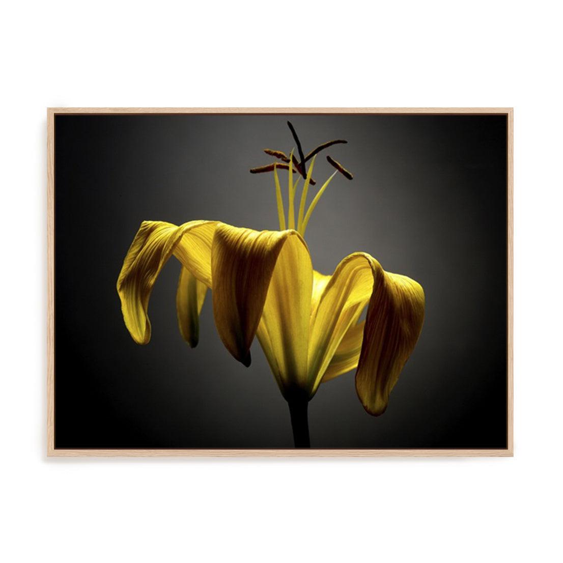 Studio Flowers V