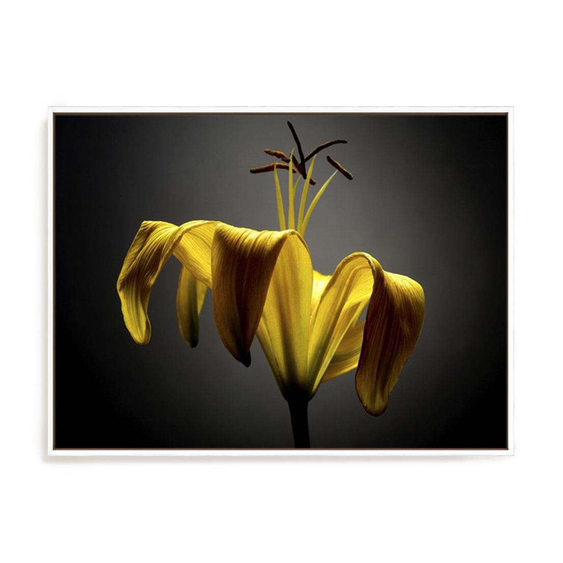 Studio Flowers V