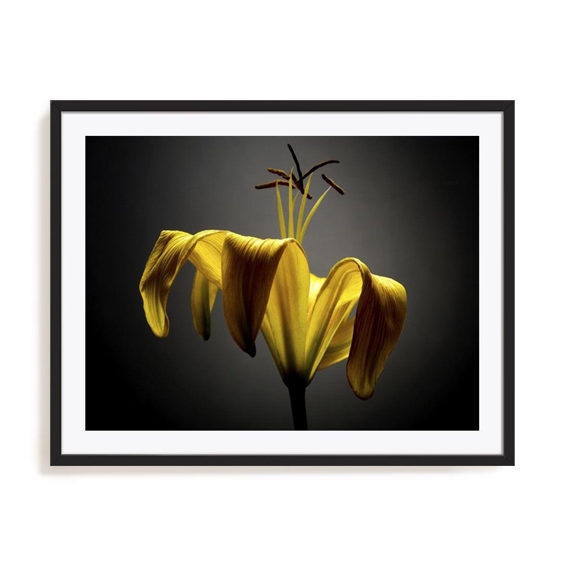 Studio Flowers V