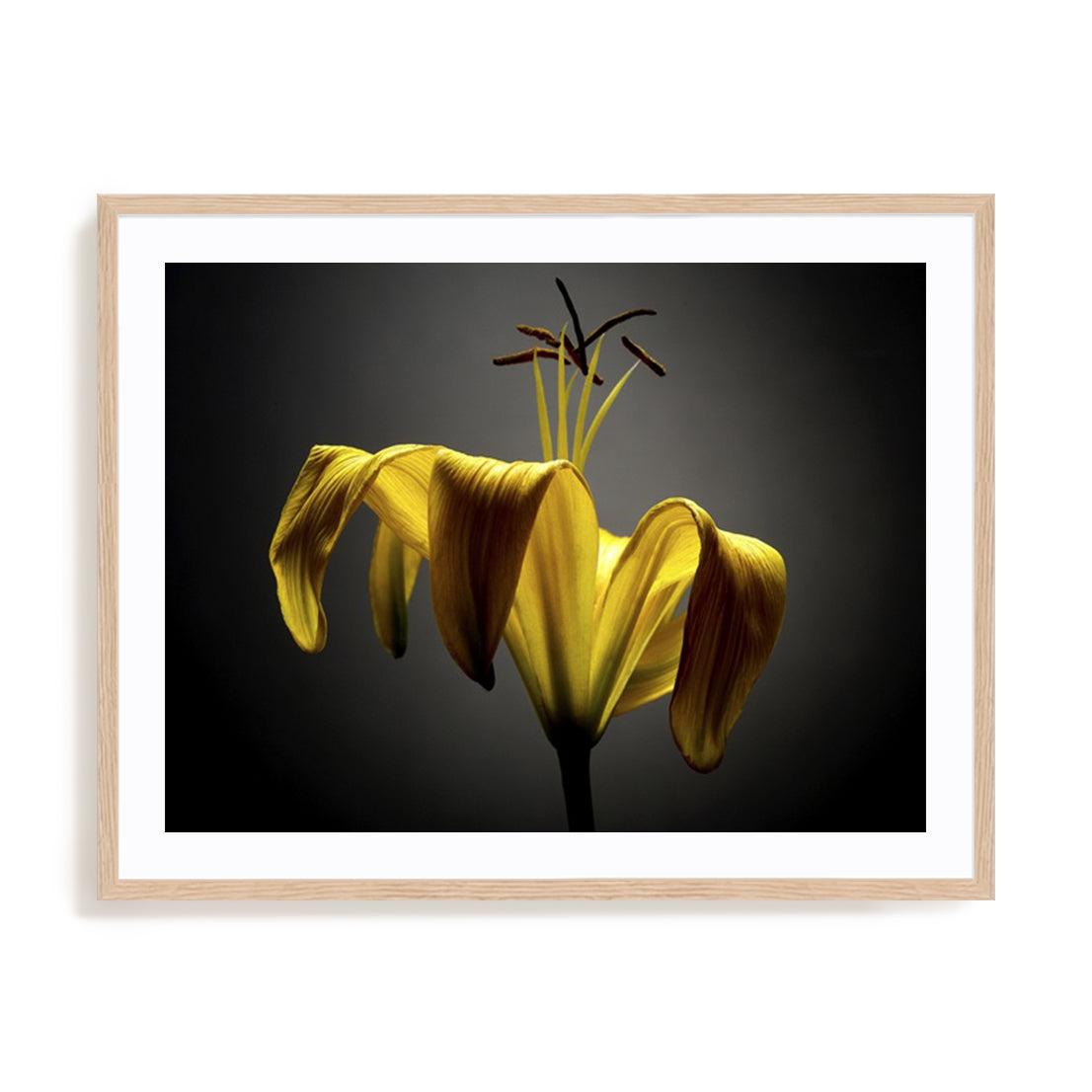 Studio Flowers V