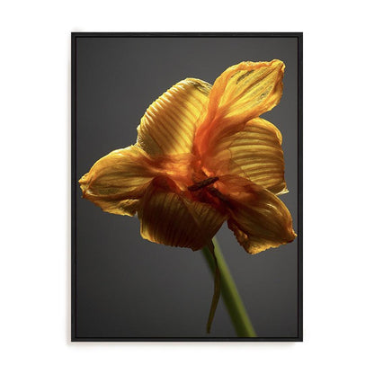 Studio Flowers XI