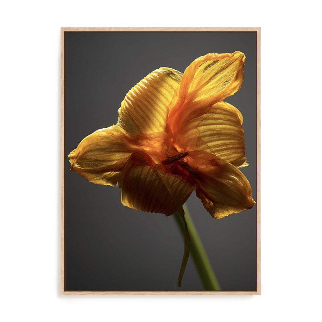 Studio Flowers XI
