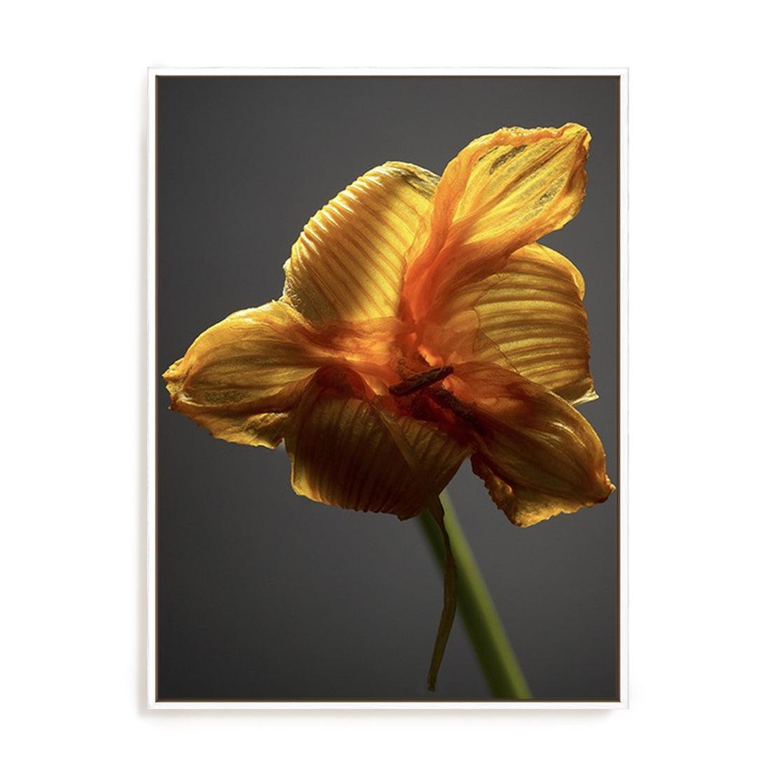 Studio Flowers XI