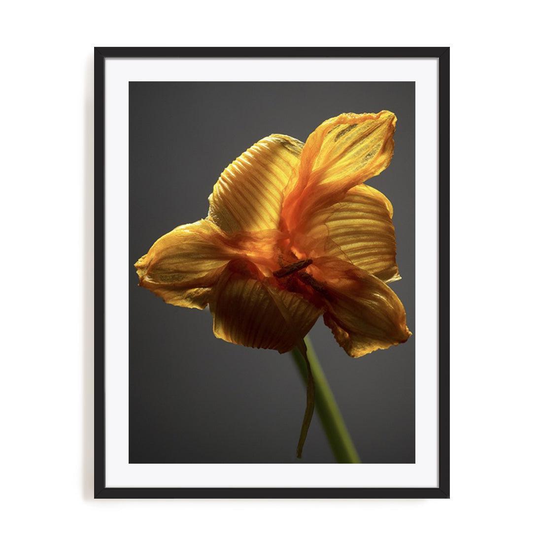 Studio Flowers XI