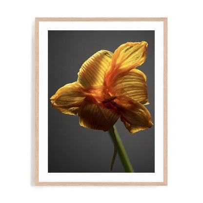 Studio Flowers XI