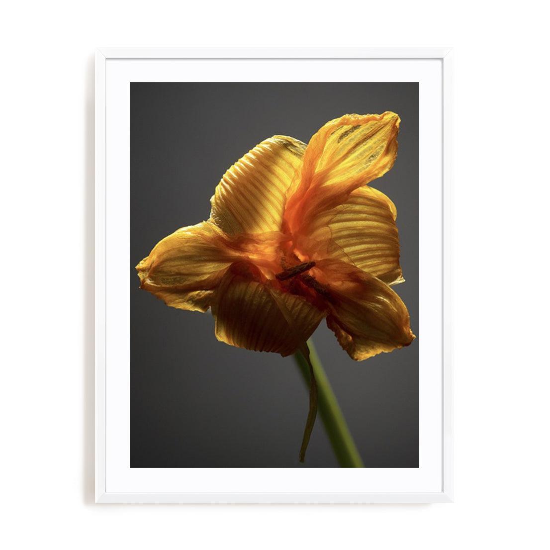 Studio Flowers XI