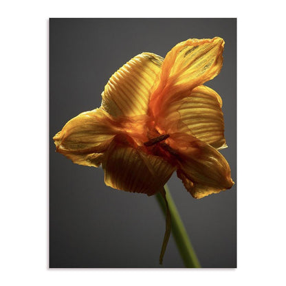 Studio Flowers XI