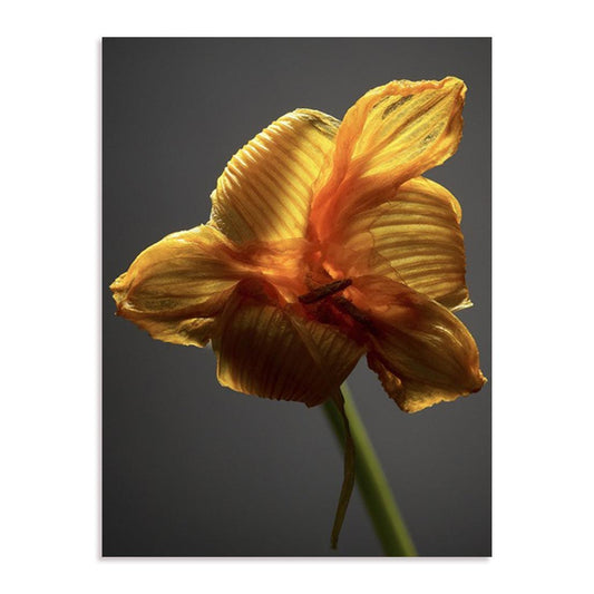 Studio Flowers XI