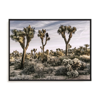 Views of Joshua Tree IX