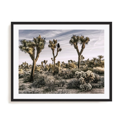 Views of Joshua Tree IX