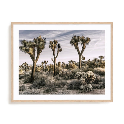 Views of Joshua Tree IX