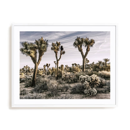 Views of Joshua Tree IX