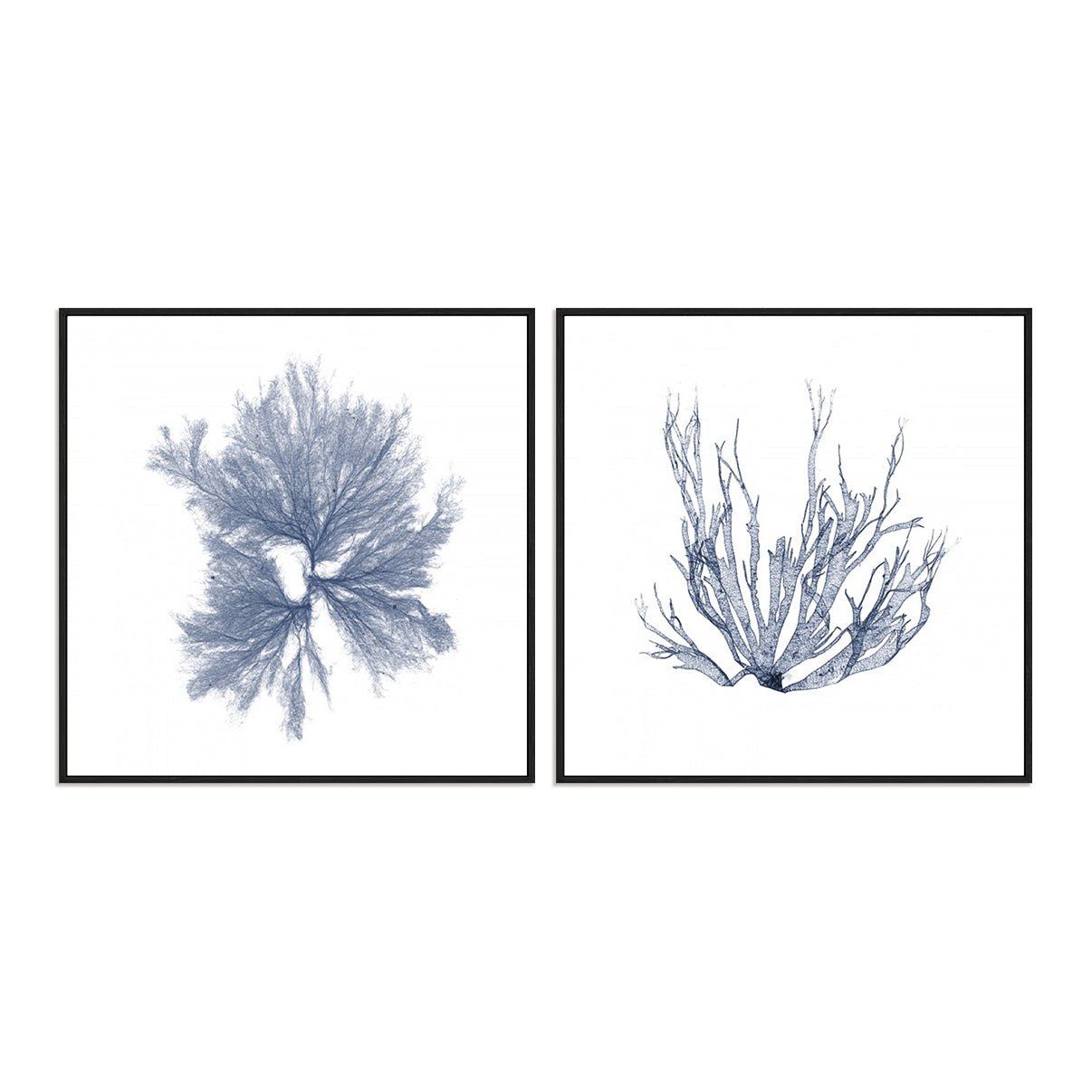 Navy Seaweed IV and III Wall Art
