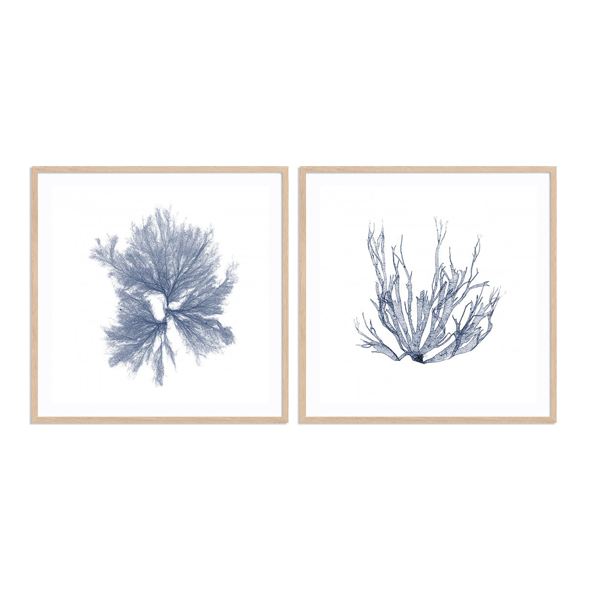 Navy Seaweed IV and III Wall Art
