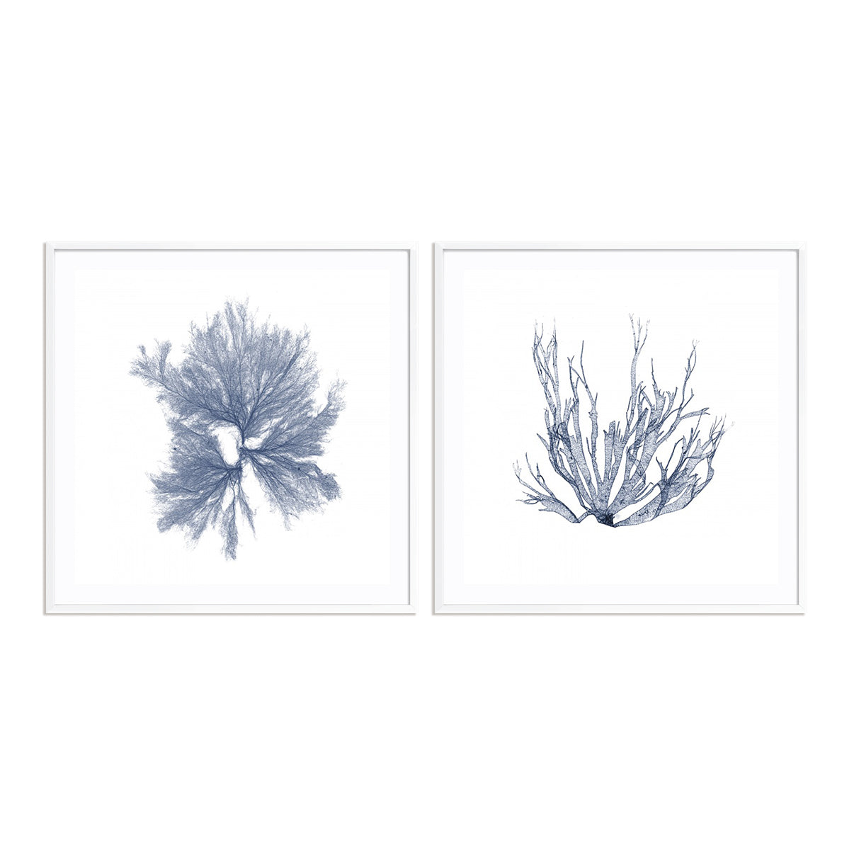 Navy Seaweed IV and III Wall Art