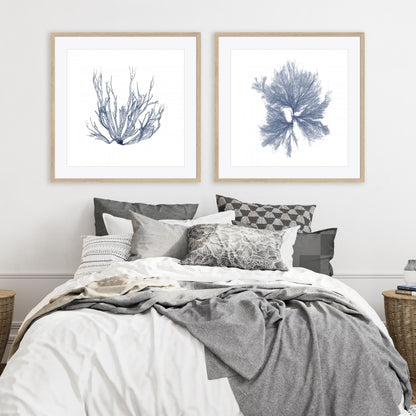 Navy Seaweed IV and III Wall Art