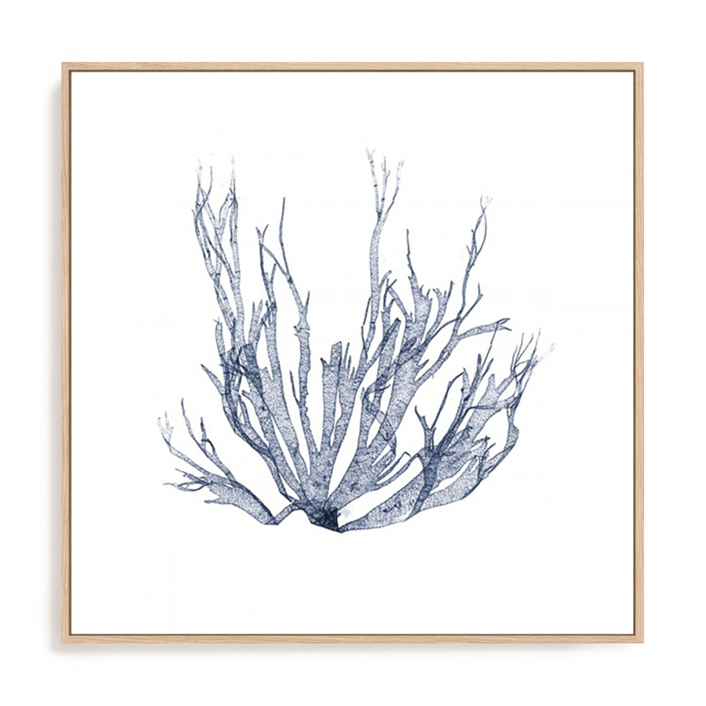Navy Seaweed IV