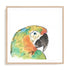 Tropical Bird Portrait IV Wall Art