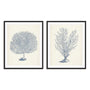 Antique Coral Collection I and II Wall Art