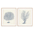 Antique Coral Collection I and II Wall Art