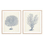 Antique Coral Collection I and II Wall Art
