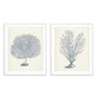 Antique Coral Collection I and II Wall Art