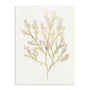 Gilded Algae VI Wall Art