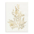 Gilded Algae VIII Wall Art