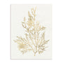 Gilded Algae VIII Wall Art