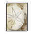 Dry Sand Dollar I Wall Art