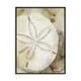 Dry Sand Dollar I Wall Art
