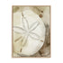 Dry Sand Dollar I Wall Art
