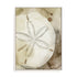 Dry Sand Dollar I Wall Art