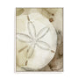 Dry Sand Dollar I Wall Art