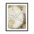 Dry Sand Dollar I Wall Art