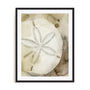 Dry Sand Dollar I Wall Art