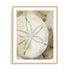 Dry Sand Dollar I Wall Art