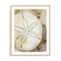 Dry Sand Dollar I Wall Art