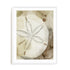 Dry Sand Dollar I Wall Art