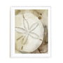 Dry Sand Dollar I Wall Art