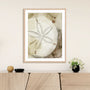 Dry Sand Dollar I Wall Art