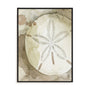 Dry Sand Dollar II Wall Art