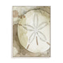 Dry Sand Dollar II Wall Art