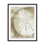Dry Sand Dollar II Wall Art
