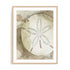 Dry Sand Dollar II Wall Art