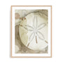 Dry Sand Dollar II Wall Art