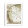 Dry Sand Dollar II Wall Art