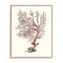 Terra Cotta Coral I Wall Art