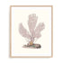 Terra Cotta Coral IV Wall Art