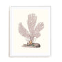 Terra Cotta Coral IV Wall Art